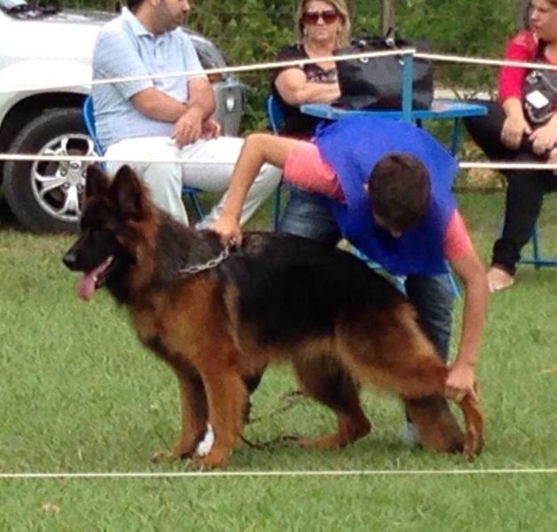 Rihana da Terra da Garoa | German Shepherd Dog 