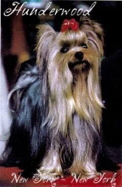 Hunderwood New-York-New-York | Yorkshire Terrier 