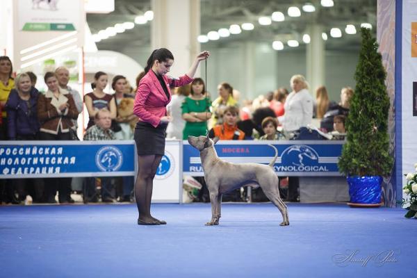 PAINGAM 9 | Thai Ridgeback 