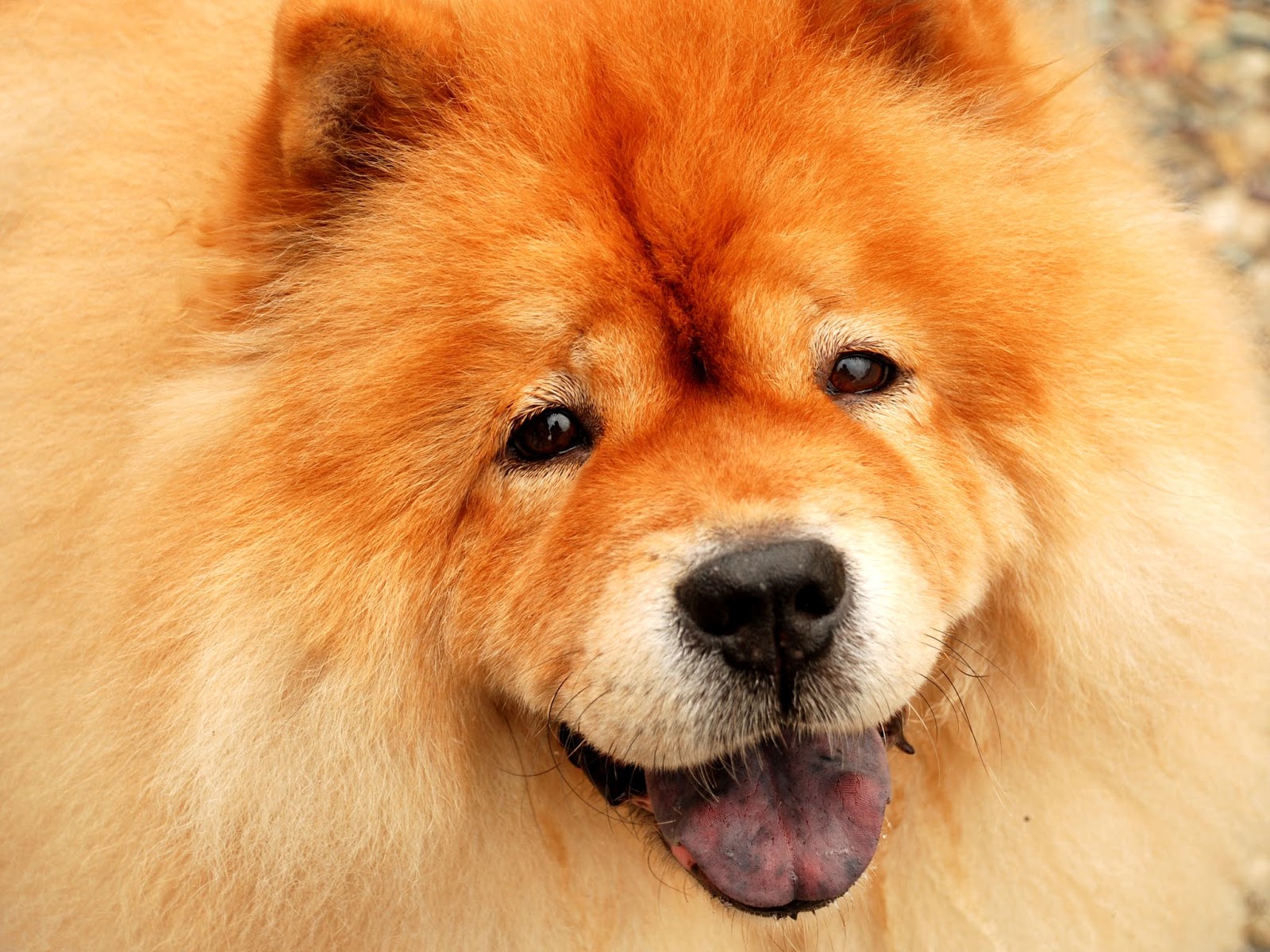 Chow Chow