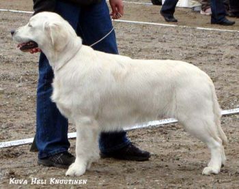 Chaffinch Rank Outsider | Golden Retriever 