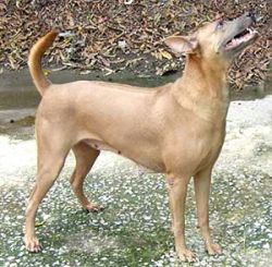 SIAM'S TRB. THONGKHAO | Thai Ridgeback 