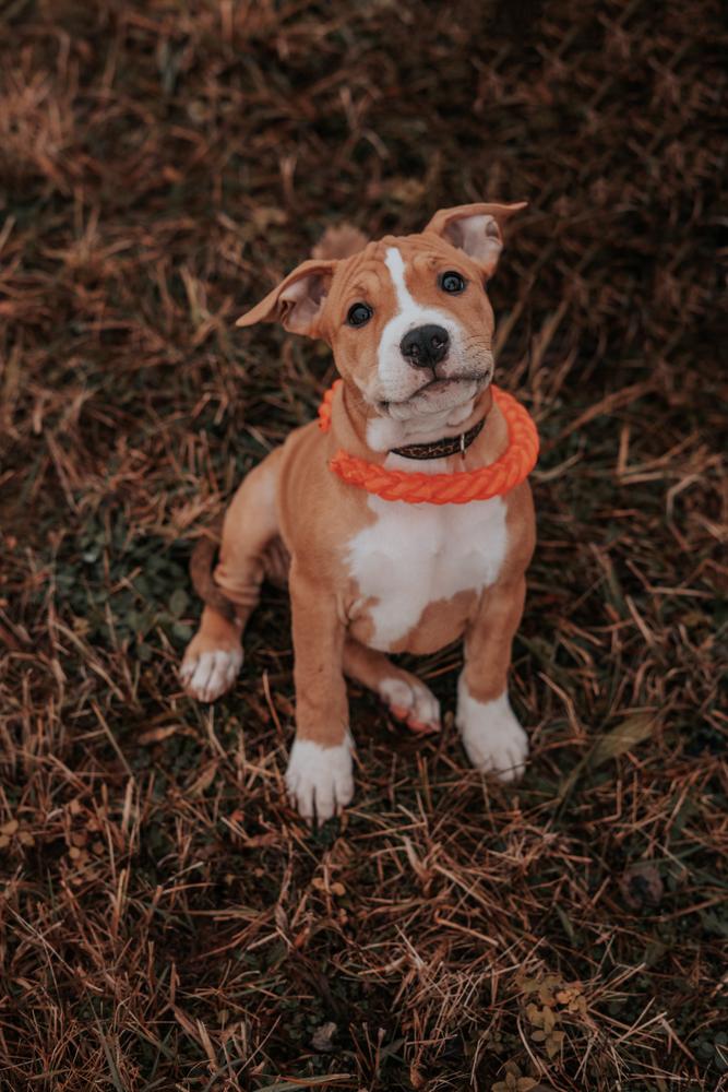 Brisket Heart Empress of Happiness | American Staffordshire Terrier 
