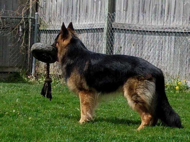 Pebblecreek's K9 Kaeto | German Shepherd Dog 