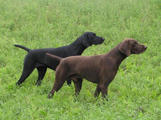 Heiko KS Vom Osterberg | German Shorthaired Pointer 