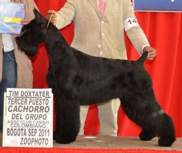 Skansen's kira | Giant Schnauzer 