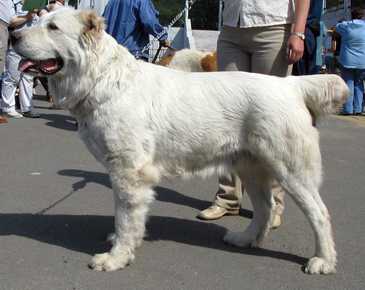 Zauralskit Medved Shkoda | Central Asian Shepherd Dog 