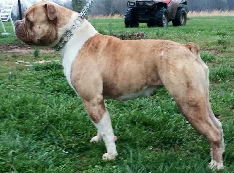 Tuggnut's Hazel Nut of OMB(Alapaha Blue Blood Bulldog) | Olde English Bulldogge 