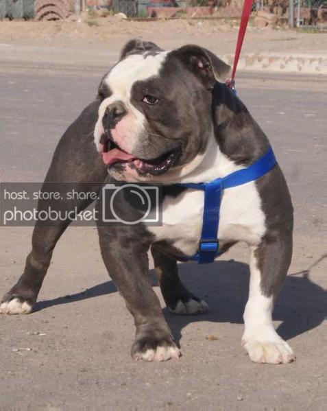 TEXAS GEEZ' PREDATOR | Olde English Bulldogge 