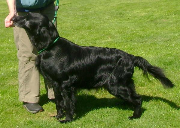 Wivern Willow of Tweedsmill | Flat-Coated Retriever 