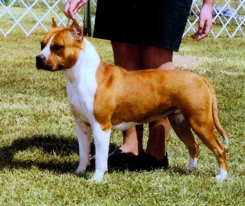 Malones Delightfully Lyla | American Staffordshire Terrier 