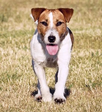 Rosetta | Jack Russell Terrier 