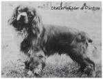 Stellers Eider of Pantisa | Cavalier King Charles Spaniel 