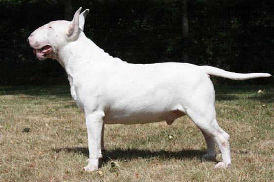 Breslau's Yankee Doodle Dandy | Bull Terrier 