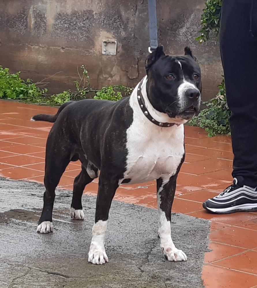 Rudis rudy | American Staffordshire Terrier 