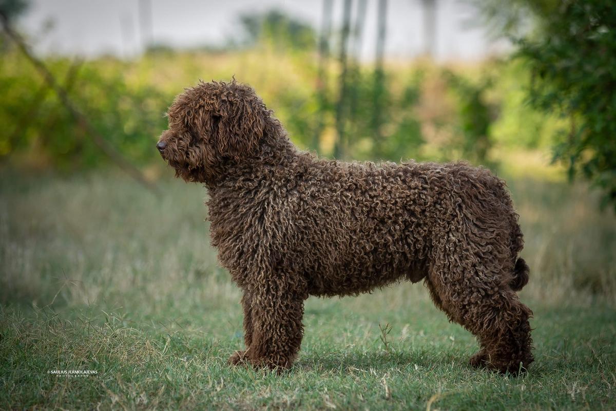 Valentisimo's Tender Teddy | Spanish Water Dog 