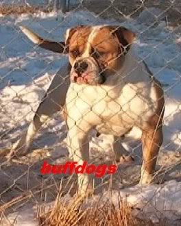 Natasha of Buffdogs | Olde English Bulldogge 