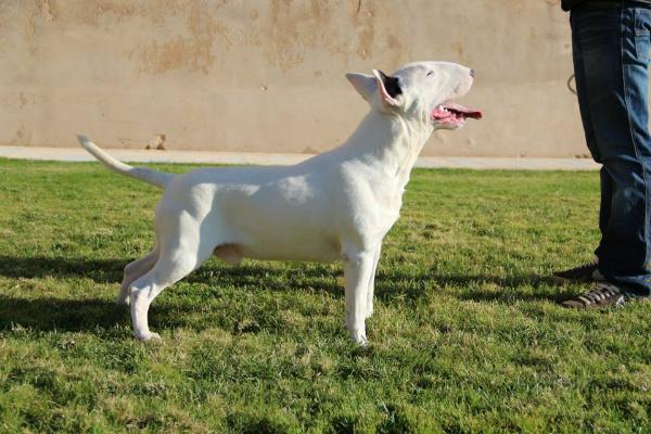 burjo pop corn | Bull Terrier 