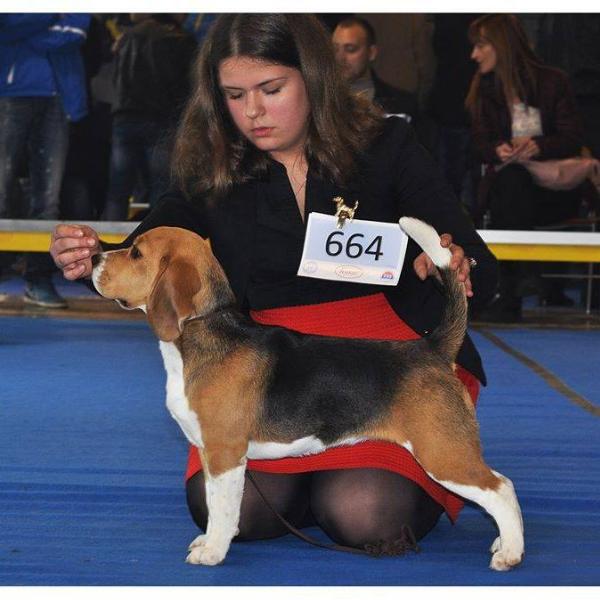 Sarah Lee's Pack KALINKA | Beagle 