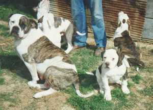 Johnson's Collette 10(AB) | Olde English Bulldogge 