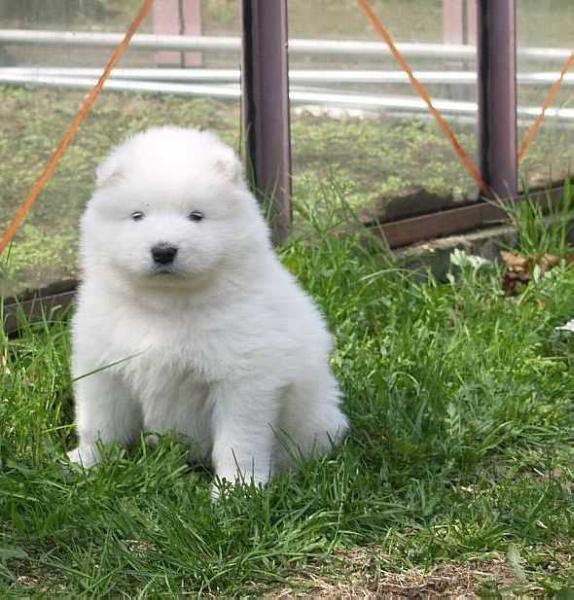 MOLLY HONEY The Glow of the Snowy Star | Samoyed 