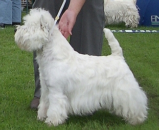 La Special Edition Vom Deipen Brook | West Highland White Terrier 