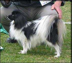 GEMINGA'S WIND OF WHISPER (Ph) | Papillon 