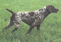 Betula KS vom Hege-Haus | German Shorthaired Pointer 