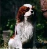 Swann des Ocres de l'Uzège | Cavalier King Charles Spaniel 