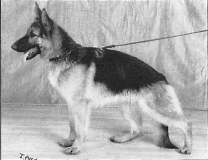 Vorhanden Aphrodite | German Shepherd Dog 