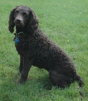 Little Brownies Peanut M and M | American Water Spaniel 