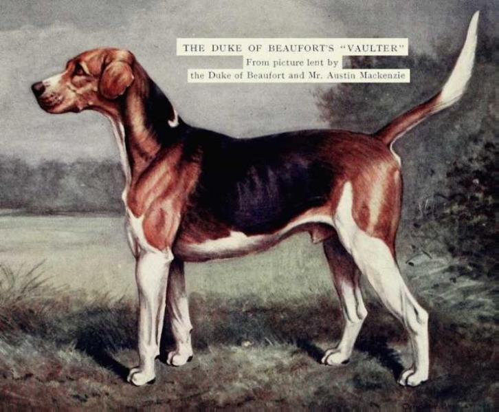 The Duke of Beaufort's Vaulter | English Foxhound 