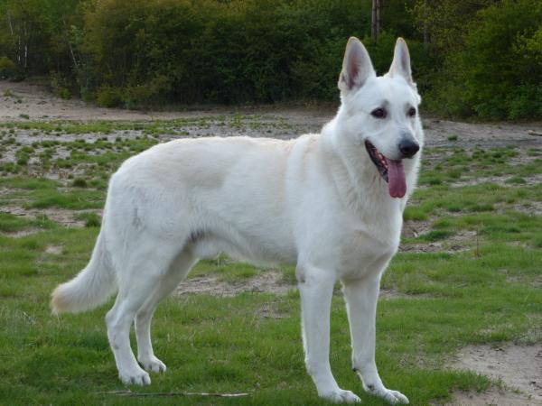 Pinu'u of the Holy White | White Swiss Shepherd Dog 