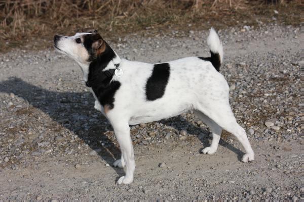 ELVA von der Postschwaige | Parson Russell Terrier 