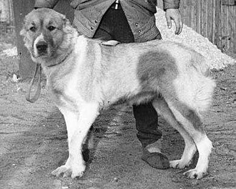 El-Masha | Central Asian Shepherd Dog 