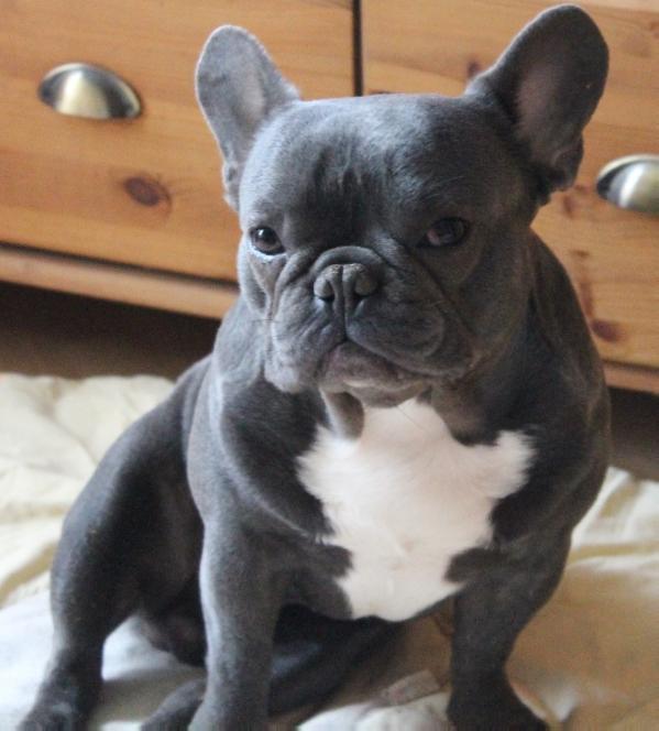 Armani von Bully-Island | French Bulldog 