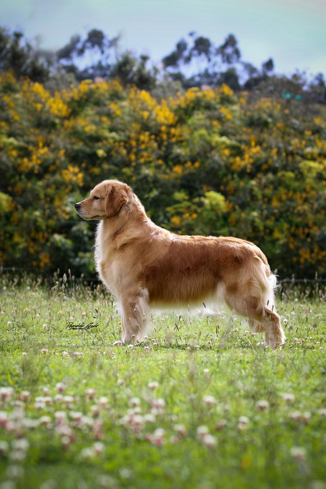 Golden San Martin Antonella II | Golden Retriever 