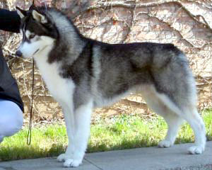 Blaquejac's Troi | Siberian Husky 