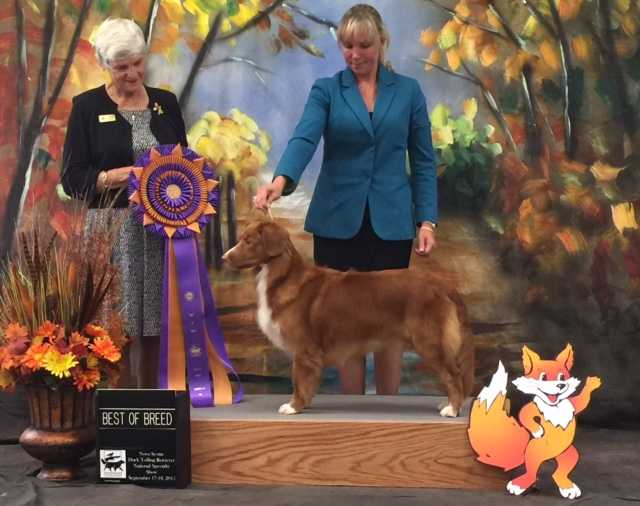 Roaneden of Great Pleasure | Nova Scotia Duck Tolling Retriever 