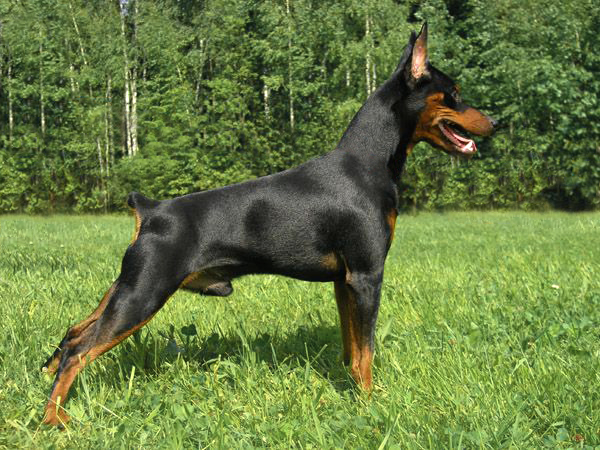 PITER PEN SMOLGIV | Miniature Pinscher 