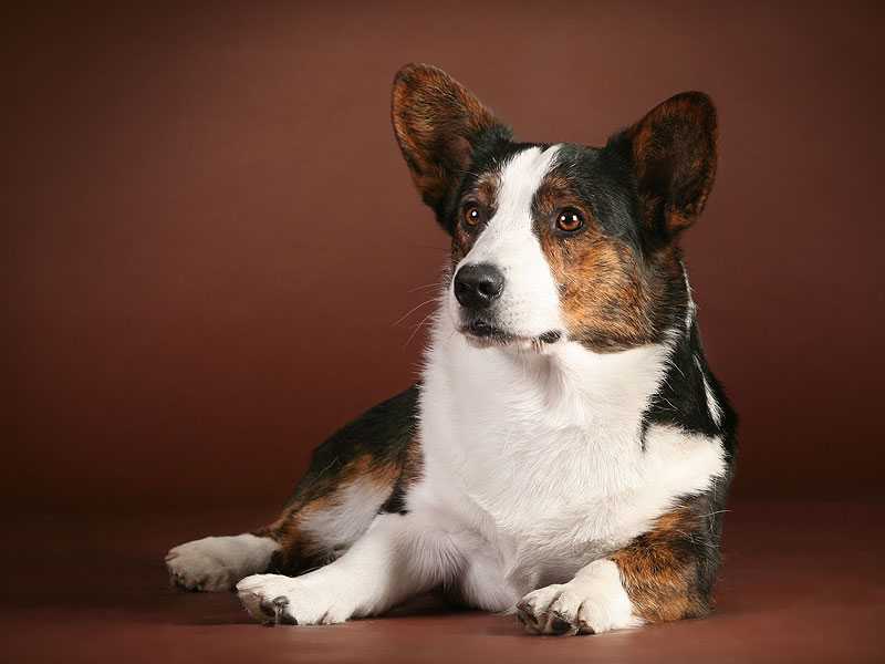 ????? ??????? ?????? ???????? | Cardigan Welsh Corgi 