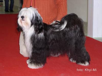 DOLLY M-V KMECOVI | Tibetan Terrier 