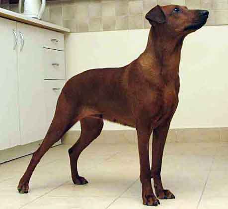 Rudolica Psotnica Czyli METAXA | German Pinscher 