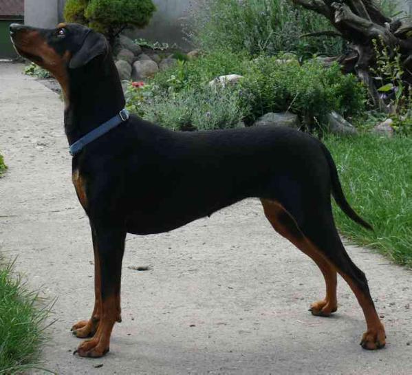 BASTA Mafia Lalek | German Pinscher 