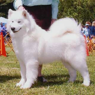 Sanorka's Mister Vanderbilt | Samoyed 