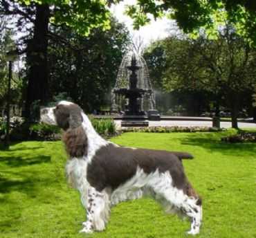 Mewsdale All You Want | English Springer Spaniel 