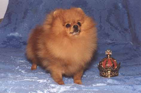 Stolanne Garufa De Gadel | Pomeranian 