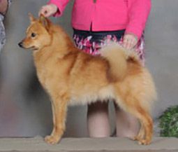 Pikkinokka's PH Peacemaker | Finnish Spitz 