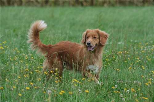 Hunter's Moonlight Caylee Vom Lech-Toller Nest | Nova Scotia Duck Tolling Retriever 