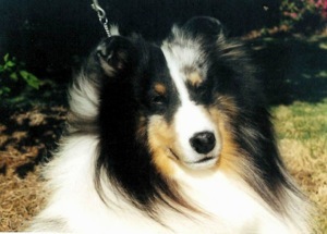 Aynsworth Silver Moonlight | Shetland Sheepdog 